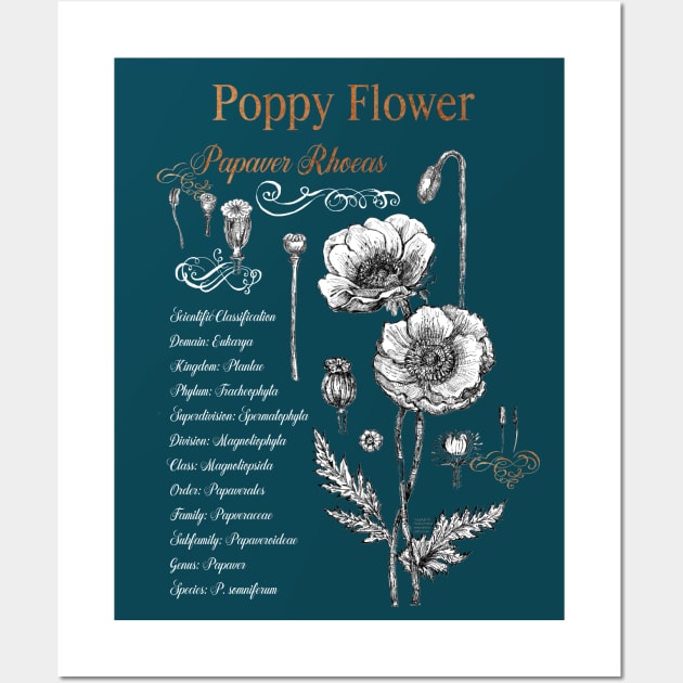 Poppy Flower - Botanical illustration with scientific classification. Wall Art by FanitsaArt